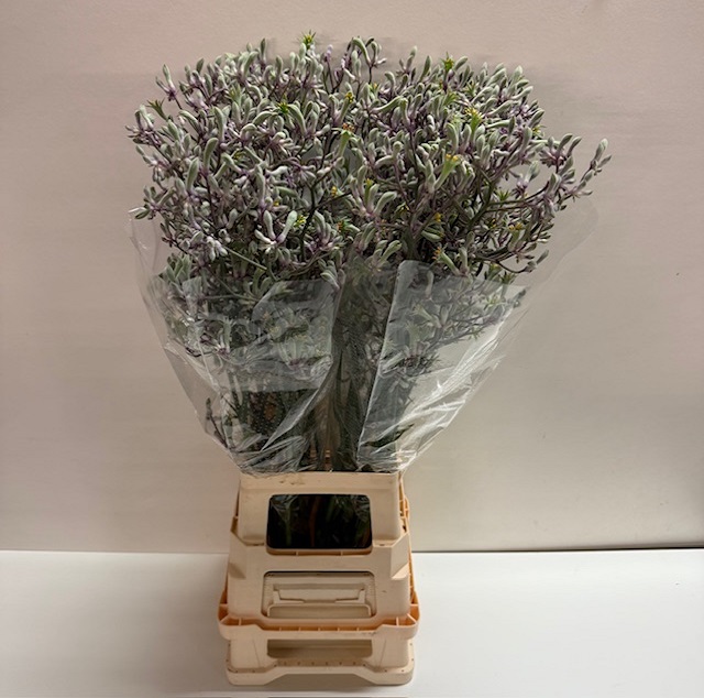 Anigozanthos lilac queen.jpg